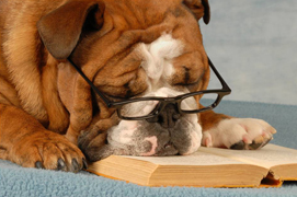 öreg kutya szemüvegben a könyv fölött